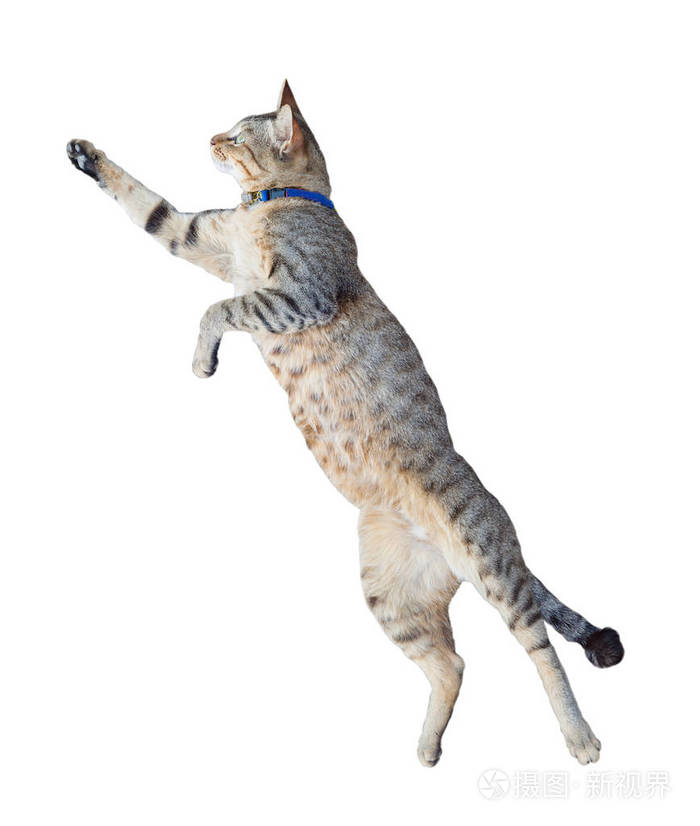 有趣的猫跳孤立的白色背景