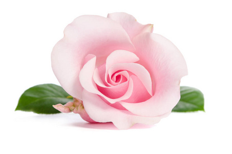 单芽的孤立的白色背景上的粉红玫瑰
