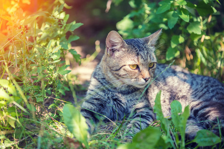 夏天在草地上放松的猫