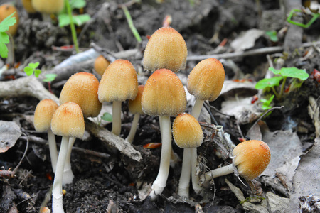 Coprinellus saccharinus 菇, inkcap