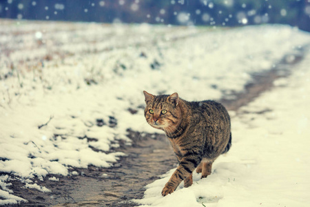 冬天的雪地里, 猫在户外散步