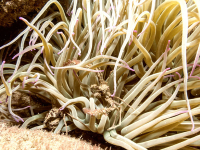 地中海水下的鬼蟹和海葵