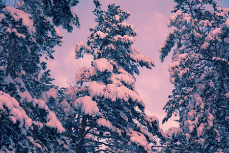 冬季景观。日落时覆盖着雪的冷杉树