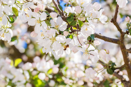 蜜蜂在苹果树上采集花蜜