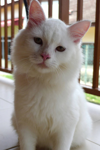 一只毛茸茸的白猫图片