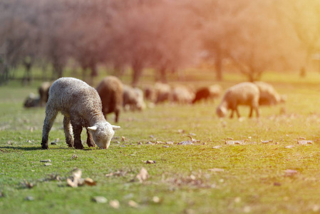 群羊放牧对美丽的山草甸