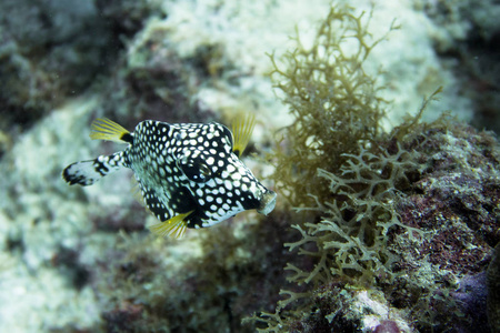 Lactophrys 藨也被称为平滑硬鳞鱼, 是在加勒比海墨西哥湾和大西洋西部亚热带部分的珊瑚礁上和附近发现的一种 boxfi