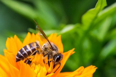 蜜蜂吸吮黄波斯菊糖浆