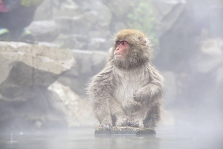 Jigoku 温泉池边的雪猴
