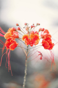 苏木花的垂直照片。Poinciana 花, 在巴巴多斯流行的植物也称为孔雀花。花卉概念。热带植物