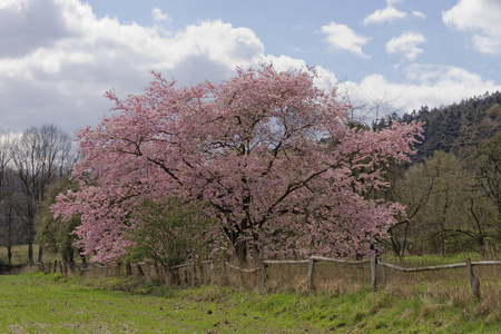 日本樱花树在春天，与条顿堡森林在德国下萨克森州的背景下，欧洲