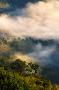 美丽景色的垂直柔和聚焦图泰国的日出与清晨的薄雾, 旅行, 风景和自然概念