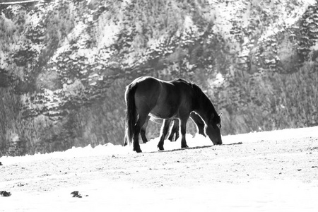 野生马在山上的黑白放牧图片