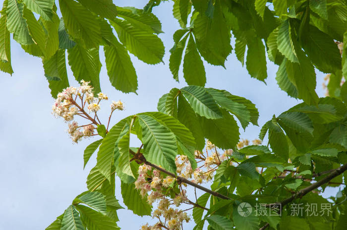 树枝栗子合上.白色栗子花拍摄的背景郁郁葱葱的绿叶.栗树开花枝