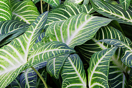 野生热带森林植物 Xanthsoma 植物的绿叶