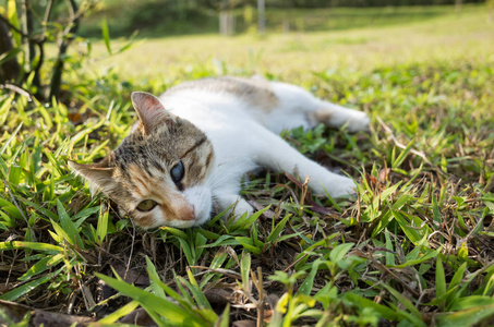 小小的猫坐