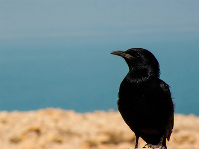 在南沙漠以色列的鸟类特写