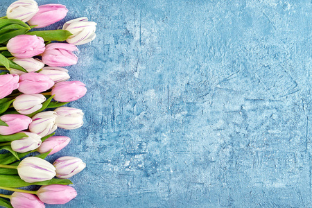 白色和粉红色的郁金香边框在蓝色背景。复制空间, 顶部视图。生日, 母亲节, 情人节概念