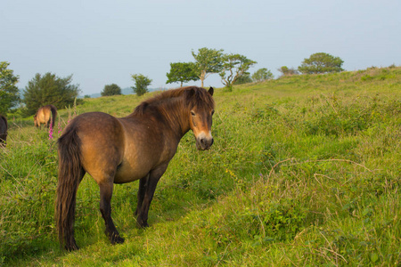 Quantock 山萨默塞特英国与一匹野马