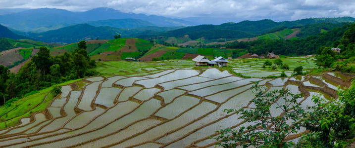 禁止 Papongpieng 水稻梯田，清迈，泰国北部