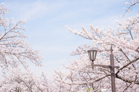 日本美樱桃花场面拍摄