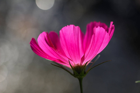 美丽的花园花科斯梅亚美丽的花园花