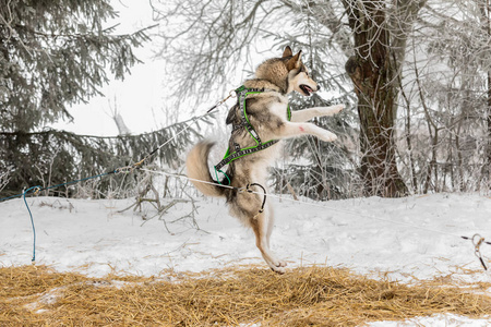 在冬天的风景里, 跳绳狗拴在绳子上