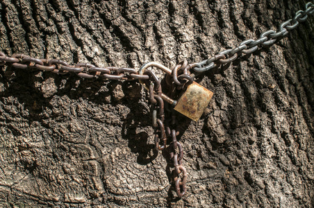 金属生锈链与风化锁的挂锁周围的大树的树干
