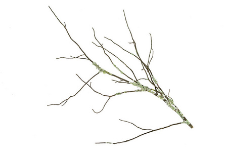 在白色背景下分离的冷杉干苔藓枝。装饰