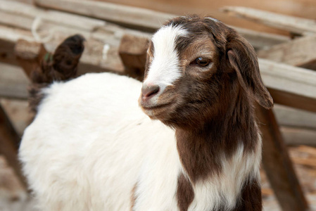 Goatling. 国内山羊 卡普拉 aegagrus 烧灼腋毛。国内山羊是从西南亚和东欧的野生山羊驯养的山羊亚种. 山羊是