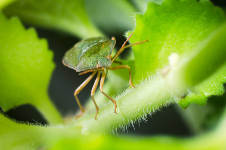 绿色盾牌 bug Palomena 藻