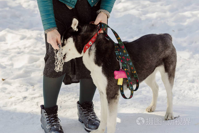 女人试图在她的狗戴一个金属项圈