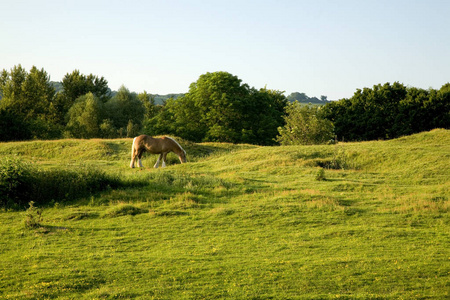 英国的农田上的美丽的马放牧图片