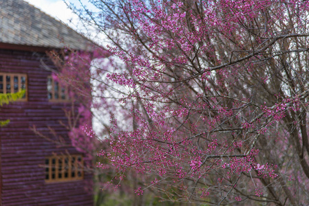 开花粉红色的花树在自然背景, 春天花背景