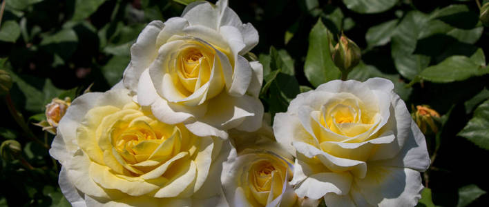 在花园里绽放美丽多彩的玫瑰