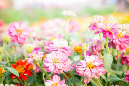 在花园 花百日草 颜色自然背景中粉红色花