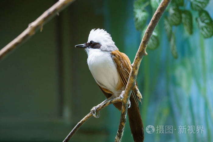 在中国 它被称为"白头鸟 被认为是长寿的象征.冠 颈部 乳房和腹