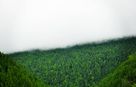 森林上有雾的山峰。俄罗斯阿尔泰