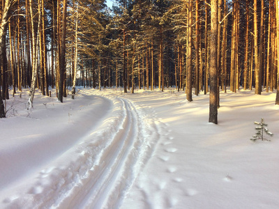 在冬季森林滑雪轨道