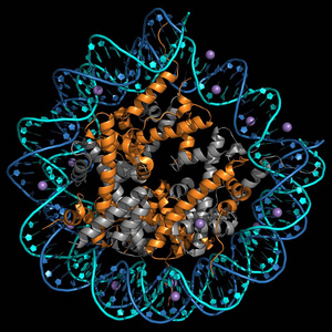 人核组蛋白和 Dna
