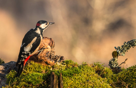 啄木鸟吃早餐在坎塔布利亚的山上突出了他们的羽毛的美丽和颜色