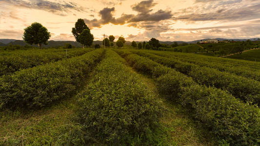 与日落地平线背景的一排茶种植园