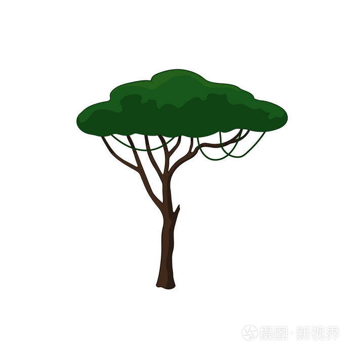 在白色背景下的卡通风格的相思树.非洲性质