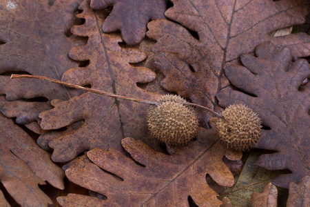棕褐色豆荚，胶囊对干叶作为秋天的背景