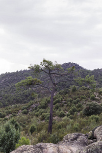 夏绿山中的高大寂寞的松树
