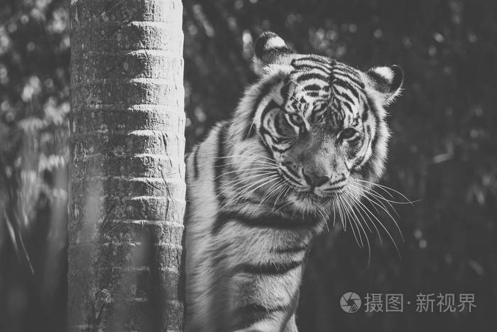 孟加拉虎