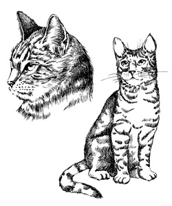 矢量猫纹身艺术或印刷设计