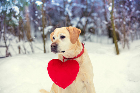 狗拉布拉多猎犬与玩具心脏在牧羊犬坐在雪在冬天在森林里