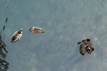 鸭子在湖视图从上面游泳