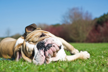 英国牛头犬在草丛中